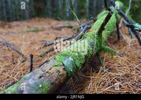 Arbre tombé couvert de mousse dans une forêt de pins Banque D'Images
