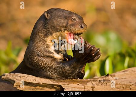 La loutre géante (Pteronura brasiliensis) la consommation de poisson Banque D'Images