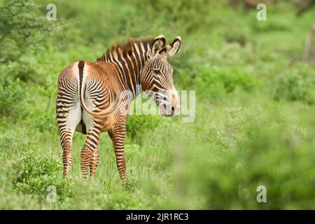 Zèbre de Grevy (Equus grevyi) coloré avec la poussière rouge de Samburu Banque D'Images