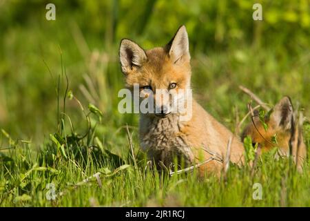 Kit renard rouge (Vulpes vulpes) Banque D'Images