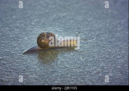 Escargot, husk qui parcourt sur une surface en béton, après une pluie, un spécimen colorés et colorés. Banque D'Images