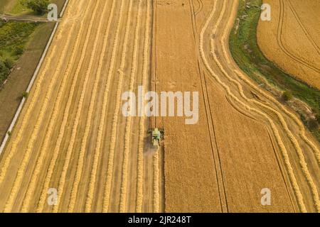 Moissonneuse-batteuse récolte de céréales, nord de l'Angleterre, Royaume-Uni Banque D'Images