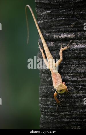 Un gecko dans un parc à Ho Chi Minh ville Banque D'Images