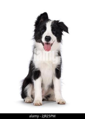Super adorable chien noir typique avec bordure blanche en forme de colie, assis face à l'avant. Regarder vers l'appareil photo avec les yeux les plus doux. La langue rose est sortie Banque D'Images