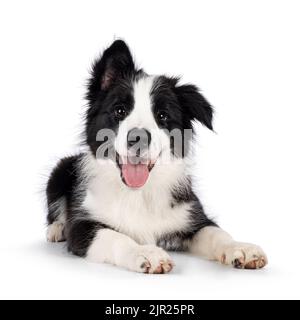 Super adorable chien noir typique avec bordure blanche en forme de colie, en position allongée face à l'avant. Regarder vers l'appareil photo avec les yeux les plus doux. La langue rose est sortie Banque D'Images