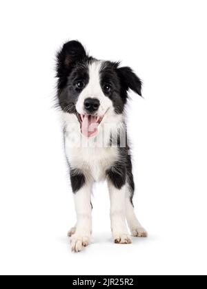 Super adorable chien noir typique avec bordure blanche en forme de colie, debout face à l'avant. Regarder vers l'appareil photo avec les yeux les plus doux. La langue rose est sortie Banque D'Images