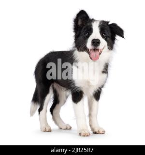 Super adorable chien noir typique avec bordure blanche en forme de colie, debout sur les côtés. Regarder vers l'appareil photo avec les yeux les plus doux. Rose langue hors pa Banque D'Images