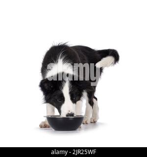 Super adorable chien noir typique avec bordure blanche en forme de colie, debout face à l'avant, manger ou boire dans un bol en métal. Regarder dans le bol. Isolé Banque D'Images