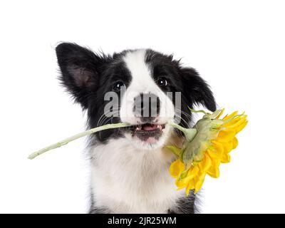 Photo de tête de super adorable, typique noir avec un chiot blanc Border Colie, tenant le faux tournesol entre les dents. En regardant vers l'appareil photo avec la swe Banque D'Images