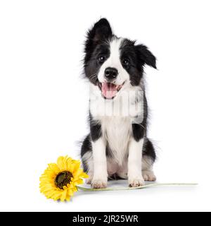 Super adorable, typique noir avec bordure blanche, chien en forme de colie, assis face à l'avant avec faux tournesol. Regarder vers l'appareil photo avec le plus doux Banque D'Images