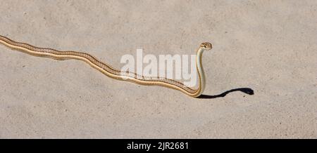 Serpent de sable Kalahari ( Psammophis trinasalis ) Parc transfrontalier de Kgalagadi, Afrique du Sud Banque D'Images