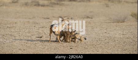 Jackal noir ( Canis mesomelas ) Kgalagdi Transfrontier Park, Afrique du Sud Banque D'Images