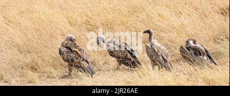 Vautour africain à dos blanc au Kenya, en Afrique de l'est Banque D'Images