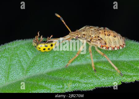 Nymphe, la larve d'un insecte de la famille des Pentatomidae (insecte bouclier) avec un coccinelle. Banque D'Images
