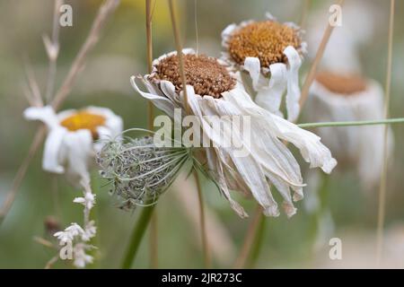 Un enchevêtrement de fleurs sauvages et de graminées dans un pré. Banque D'Images