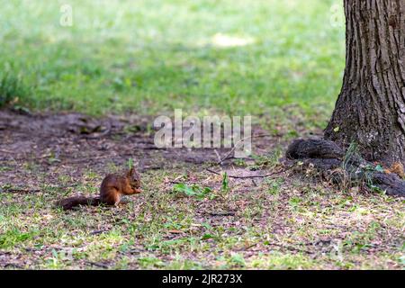 Un écureuil dans un jardin à Saint-Pétersbourg, Russie. Banque D'Images