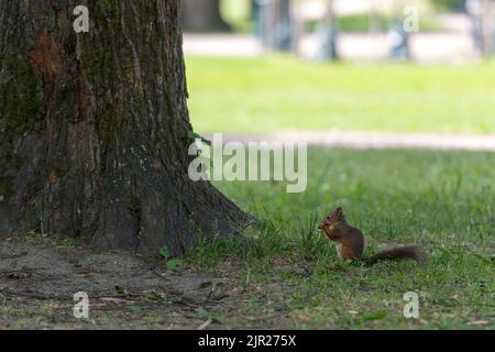 Un écureuil dans un jardin à Saint-Pétersbourg, Russie. Banque D'Images