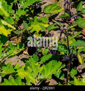 Gros plan d'une aubergine avec fleurs et fruits (Solanum melongena) Banque D'Images