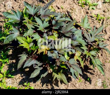 Gros plan d'une plante de pomme de terre douce poussant dans un jardin (Ipomoea batatas) Banque D'Images