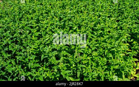 Gros plan de la menthe poivrée dans un jardin (Mentha spicata) Banque D'Images