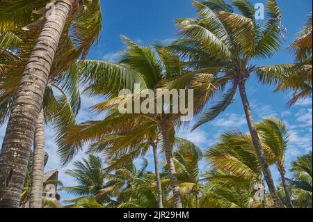 Vue sur les palmiers à noix de coco dans le vent soufflant dans la plage de Xpu-Ha au Mexique Banque D'Images