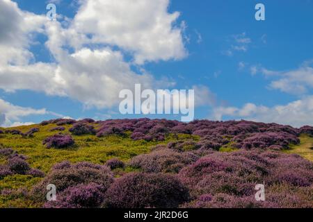 Bruyère pourpre sur les collines du long Mynd à Shropshire, Royaume-Uni Banque D'Images