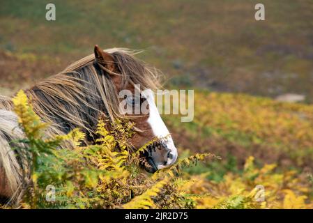 Poney sauvage sur le long Mynd près de Church Stretton, Shropshire, Royaume-Uni Banque D'Images