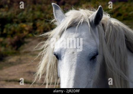 Poney sauvage sur le long Mynd près de Church Stretton, Shropshire, Royaume-Uni Banque D'Images