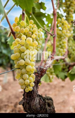 Raisins Vermentino. Grappes de raisins blancs aux baies mûres prêtes pour la récolte. Agriculture traditionnelle. Sardaigne. Banque D'Images