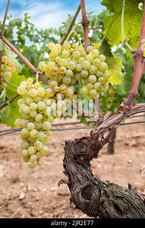 Raisins Vermentino. Grappes de raisins blancs aux baies mûres prêtes pour la récolte. Agriculture traditionnelle. Sardaigne. Banque D'Images