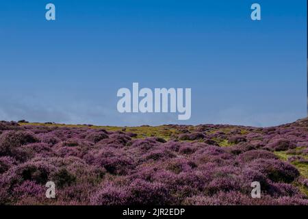 Bruyère pourpre sur les collines du long Mynd à Shropshire, Royaume-Uni Banque D'Images