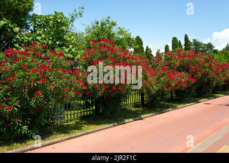 Allée verte de la ville avec des oléandres roses et des buissons verts à proximité d'une clôture en métal foncé Banque D'Images