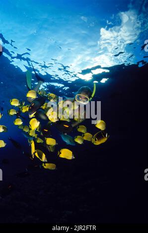 Les poissons de récif divers (surtout le butterflyfish) obscurcissent ce ronfleur (MR). Hawaï. Banque D'Images