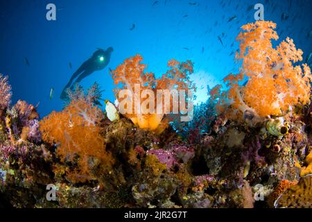 Le corail alcyonarien domine cette scène de récif avec un plongeur (MR). Komodo, Indonésie. Banque D'Images