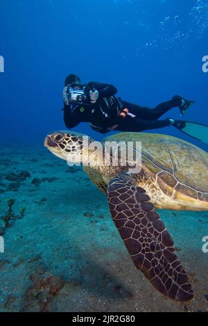 Plongeur (MR) photographiant une tortue de mer verte, Chelonia mydas. Hawaï. Banque D'Images
