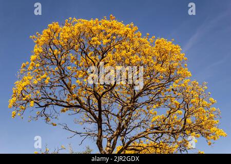 Goias, Brésil – 21 août 2022 : détail d'une fleur jaune ipê avec ciel bleu en arrière-plan. Banque D'Images