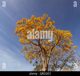 Goias, Brésil – 21 août 2022 : détail d'une fleur jaune ipê avec ciel bleu en arrière-plan. Banque D'Images