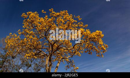 Goias, Brésil – 21 août 2022 : détail d'une fleur jaune ipê avec ciel bleu en arrière-plan. Banque D'Images