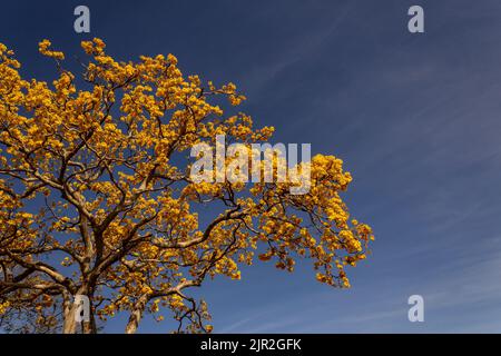 Goias, Brésil – 21 août 2022 : détail d'une fleur jaune ipê avec ciel bleu en arrière-plan. Banque D'Images