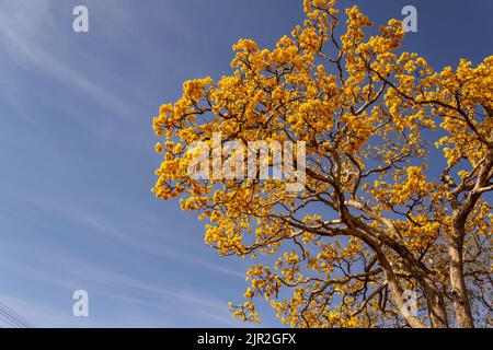 Goias, Brésil – 21 août 2022 : détail d'une fleur jaune ipê avec ciel bleu en arrière-plan. Banque D'Images