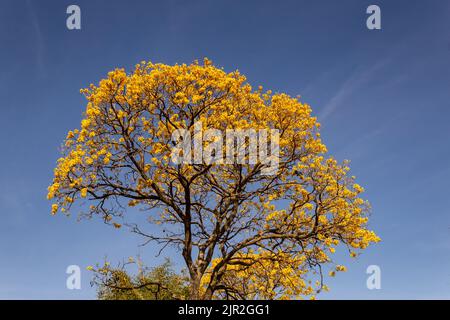 Goias, Brésil – 21 août 2022 : détail d'une fleur jaune ipê avec ciel bleu en arrière-plan. Banque D'Images