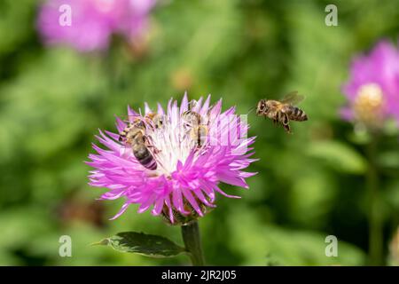 Une abeille vole vers une fleur de maïs pourpre et blanche avec trois abeilles. Les abeilles collectent le nectar. Collecte de pollen. Mise au point sélective. Banque D'Images