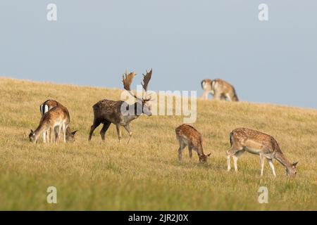 Troupeau de cerfs en jachère paître sur un pâturage sec en automne Banque D'Images