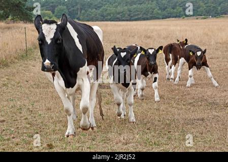 Une vache Holstein-frisonne en course. Beaucoup de veaux sont derrière ici. Dans cette prairie, les veaux sont élevés avec leurs mères. L'herbe est très d Banque D'Images