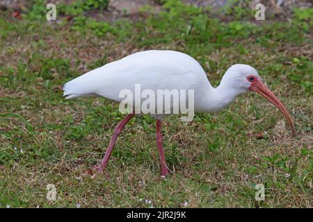 White ibis (Eudocimus albus) marche sur l'herbe dans la réserve Robinson dans le nord-ouest de Bradenton, Floride Banque D'Images