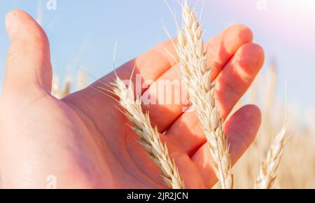 L'agronome vérifie la qualité des oreilles. Main et blé. Un terrain semé de seigle. Agriculture et agronomie. Homme dans le champ. Banque D'Images