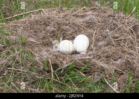 Deux œufs d'oie du Canada dans le nid du Discovery nature Sanctuary à Winkler, Manitoba, Canada. Banque D'Images