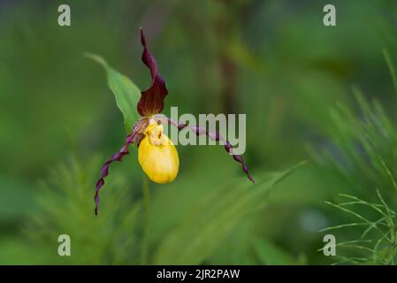 Petite orchidée jaune Lady's Slipper dans la réserve écologique des terres humides de Brokenhead, Manitoba, Canada. Banque D'Images