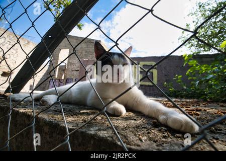 Chat détendu derrière un filet dans un terrain à l'intérieur du quartier de Plaka à Athènes Banque D'Images