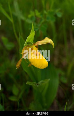 La grande laque jaune dans la réserve des prairies à herbes hautes dans le sud du Manitoba, Canada. Banque D'Images